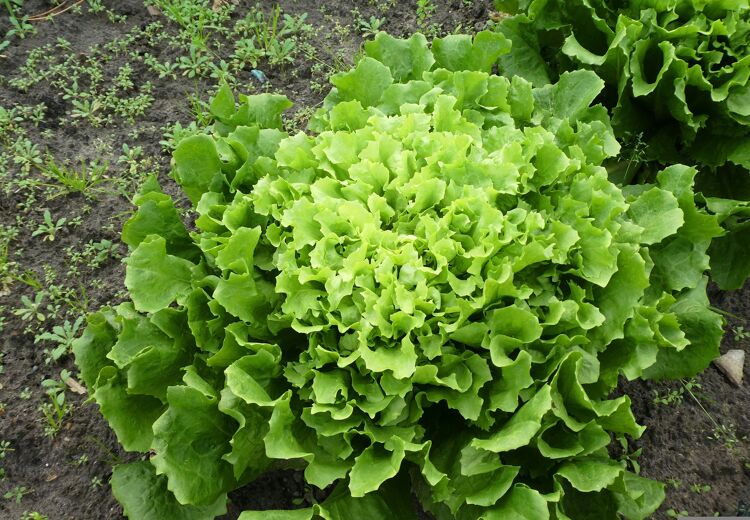 Andijvie werd in de oudheid al gekweekt door de oude Grieken en Romeinen.